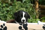 BORDER COLLIE 1217
